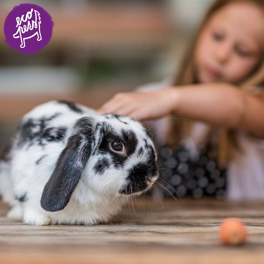 Je králík vhodný do bytu_ Ano – když víte, co potřebuje